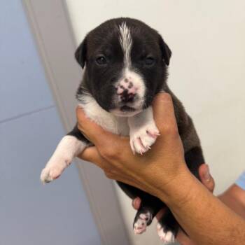 Mae -  Mixed Breed Dog for Adoption in Casa Grande, Arizona - Mae | PetCurious