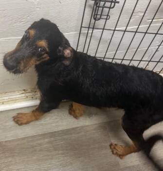 Frodo -  Terrier and German Shepherd Dog Dog for Adoption in Los Angeles, California - Frodo | PetCurious