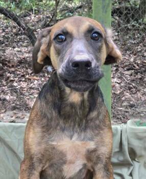 Sue -  Hound Dog for Adoption in Mount Hermon, Louisiana - Sue | PetCurious