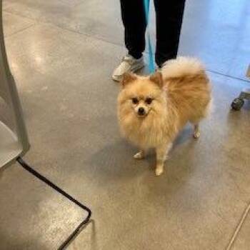 YORK-Stray-16776 -  Pomeranian Dog for Adoption in York, Pennsylvania - YORK-Stray-16776 | PetCurious