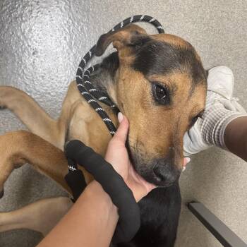 Pigeon -  Beagle and Black Mouth Cur Dog for Adoption in Los Angeles, California - Pigeon | PetCurious