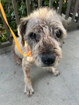 Rescue Terrier and Mixed Breed Dogs for Adoption in Honolulu, Hawaii - 59540802 | PetCurious