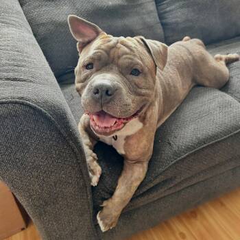 Rescue American Staffordshire Terrier Dogs for Adoption in Pittsburgh, Pennsylvania - Gil | PetCurious