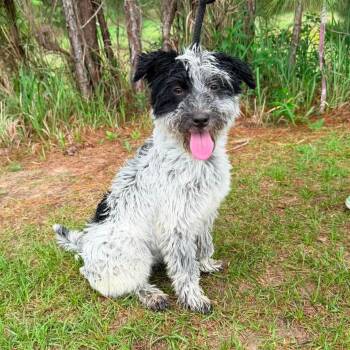 Cookie Mae -  Miniature Schnauzer Dog Available for Adoption in Foley, Alabama - Cookie Mae | PetCurious