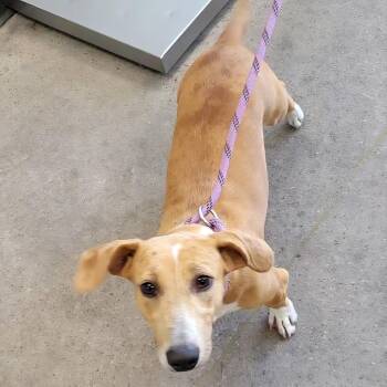 110645 -  Mixed Breed Dog for Adoption in Las Cruces, New Mexico - 110645 | PetCurious