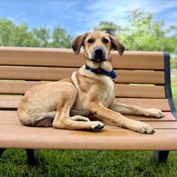 Jacque the silly guy -  Labrador Retriever and German Shepherd Dog Dog for Adoption in Friendswood, Texas - Jacque The Silly Guy | PetCurious