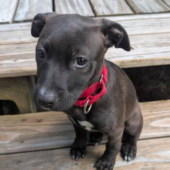 Wheaten Terrier and Labrador Retriever Dogs Available for Adoption in Andover, Massachusetts - Truffles Buckaroo - Local Pup | PetCurious