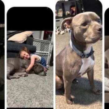 TUCKER -  American Bulldog Dog for Adoption in Chicopee, Massachusetts - TUCKER | PetCurious
