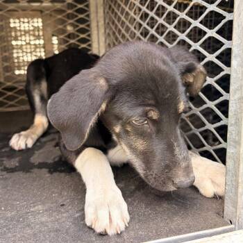 Shepherd Dogs Available for Adoption in Edinburg, Texas - Oscar | PetCurious