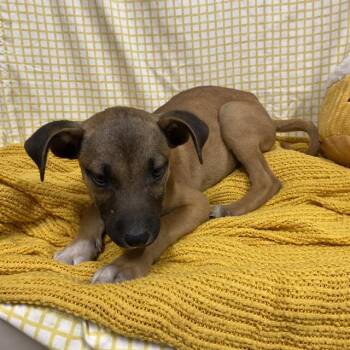 FAWN -  Pit Bull Terrier and Mixed Breed Dog for Adoption in Modesto, California - FAWN | PetCurious