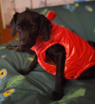 Sparrow Casa -  Spaniel Dog for Adoption in Boston, Massachusetts - Sparrow Casa | PetCurious