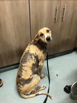 PURAH -  Black Mouth Cur and Rhodesian Ridgeback Dog for Adoption in Baytown, Texas - PURAH | PetCurious