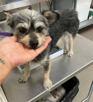 BECK -  Terrier and Mixed Breed Dog for Adoption in San Bernardino, California - BECK | PetCurious
