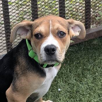 Ella -  Mixed Breed and Pit Bull Terrier Dog for Adoption in San Francisco, California - Ella | PetCurious