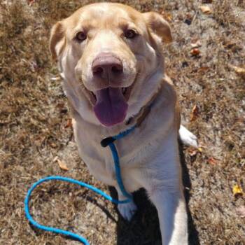 Pearl -  Labrador Retriever Dog for Adoption in Conway, New Hampshire - Pearl | PetCurious