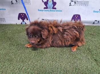 Chihuahua and Mixed Breed Dogs Available for Adoption in Orlando, Florida - CARMEL | PetCurious