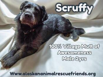Scruffy -  Terrier Dog for Adoption in Anchorage, Alaska - Scruffy | PetCurious