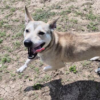 Mixed Breed Dogs Available for Adoption in Schertz, Texas - Cinnamon Donut  | PetCurious
