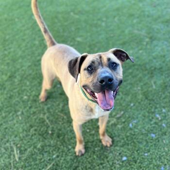COPPER -  Mixed Breed Dog for Adoption in Cranston, Rhode Island - COPPER | PetCurious