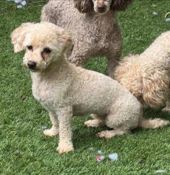 Poodle Dogs Available for Adoption in Matthews, North Carolina - Sweetie Pie | PetCurious