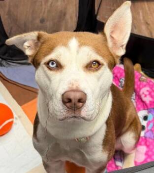 Rescue Husky and Pit Bull Terrier Dogs for Adoption in Norwalk, Connecticut - Millie | PetCurious