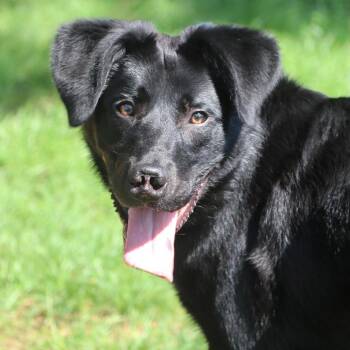 Skibidi -  Mixed Breed Dog for Adoption in Allentown, Pennsylvania - Skibidi | PetCurious
