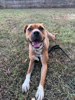 Mindy -  Mixed Breed Dog for Adoption in Huntsville, Alabama - Mindy | PetCurious