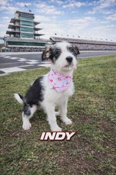 Staffordshire Bull Terrier and Standard Poodle Dogs Available for Adoption in Oxford, Michigan - Indy | PetCurious