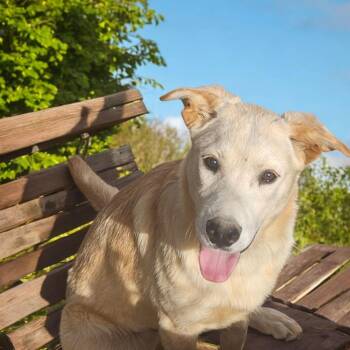 Rescue White German Shepherd and Retriever Dogs for Adoption in Ventura, California - Sadie | PetCurious