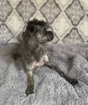 Shih Tzu Dogs Available for Adoption - Mido | PetCurious