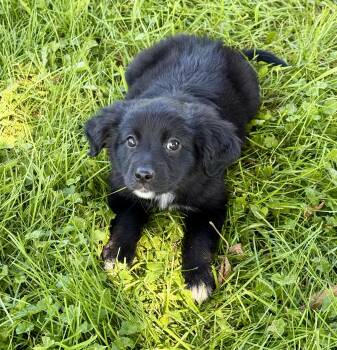 Alexis -  Australian Shepherd and Black Labrador Retriever Dog for Adoption in Iron Ridge, Wisconsin - Alexis | PetCurious