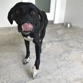 Black Betty 0126 -  Black Labrador Retriever and Mixed Breed Dog for Adoption in Loxahatchee Groves, Florida - Black Betty 0126 | PetCurious