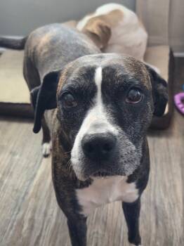 Roxy -  Boxer Dog for Adoption in St. Augustine, Florida - Roxy | PetCurious