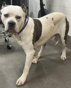 ICE CUBE -  American Bulldog and Mixed Breed Dog for Adoption - ICE CUBE | PetCurious