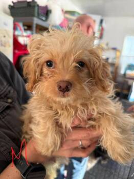 Maltese Dogs Available for Adoption - Toku | PetCurious