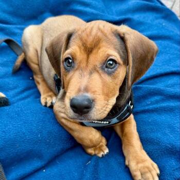 Gandolph D70612 -  Beagle and Mixed Breed Dog for Adoption in Minnetonka, Minnesota - Gandolph D70612 | PetCurious