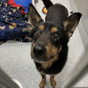 Australian Shepherd and Shepherd Dogs Available for Adoption in Grand Rapids, Michigan - Tripp | PetCurious