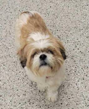 Daisy -  Shih Tzu and Mixed Breed Dog for Adoption in Kansas City, Missouri - Daisy | PetCurious