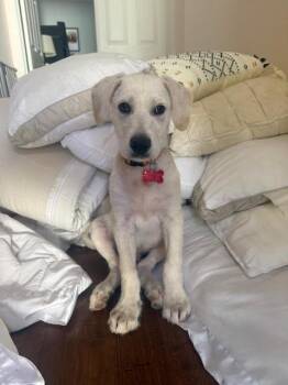 Labrador Retriever Dogs Available for Adoption in San Diego, California - Yuki | PetCurious