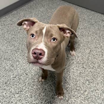 Pit Bull Terrier and Mixed Breed Dogs Available for Adoption - Tyson | PetCurious