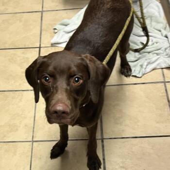 Sheila -  German Shorthaired Pointer Dog for Adoption in Newport, North Carolina - Sheila | PetCurious