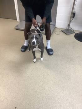 Rescue Pit Bull Terrier and Mixed Breed Dogs for Adoption in Fort Worth, Texas - JEZZY | PetCurious