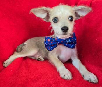 Rescue Wirehaired Terrier and Chihuahua Dogs for Adoption in Grand Prairie, Texas - EULESS | PetCurious