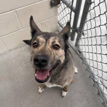 Mixed Breed Dogs Available for Adoption in Reno, Nevada - Pepper | PetCurious