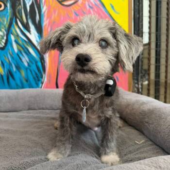 Tati- the sweetest senior -  Havanese Dog for Adoption in Mettawa, Illinois - Tati- The Sweetest Senior | PetCurious
