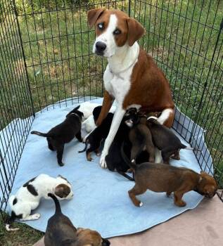 Ms. Baker (Clementine) -  Hound and Mixed Breed Dog for Adoption in Brookshire, Texas - Ms. Baker (Clementine) | PetCurious