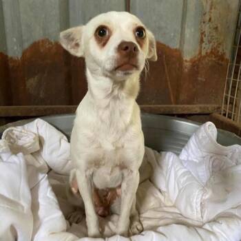 Pepita -  Chihuahua and Mixed Breed Dog for Adoption - Pepita | PetCurious