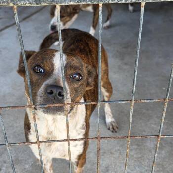 Mixed Breed Dogs Available for Adoption in Clanton, Alabama - Mercy | PetCurious