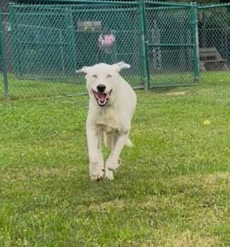 Artemus -  Great Pyrenees Dog for Adoption in Little Rock, Arkansas - Artemus | PetCurious