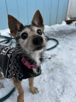 Terrier Dogs Available for Adoption - Lady | PetCurious